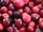 Cranberries20101210.jpg
