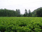 Mulberry Bushes.jpg