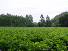 Mulberry Bushes.jpg