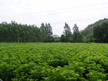 Mulberry Bushes