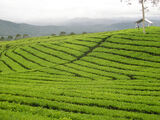 Tea plantation