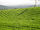 Tea plantation