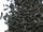 Black tea leaves.jpg