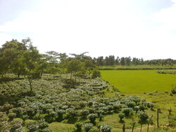 Landscape of Goalpara District of Assam 3012