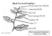 Black tea grading