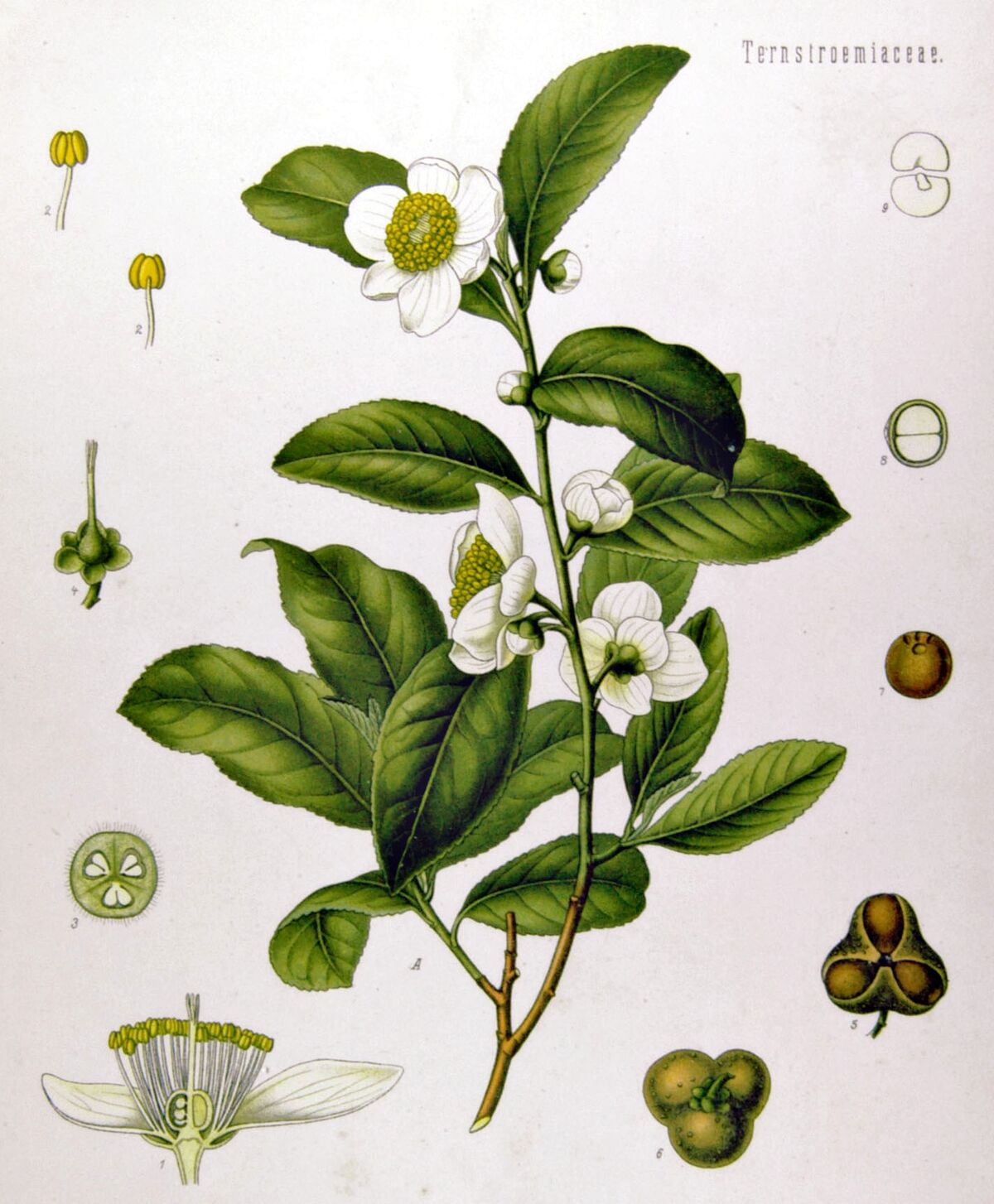 Camellia sinensis | WikiTea | Fandom