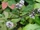 Mentha-piperita.jpg