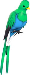 BLU Quizzical Quetzal
