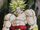 Broly