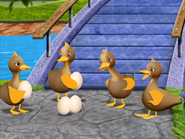 Argueing ducks