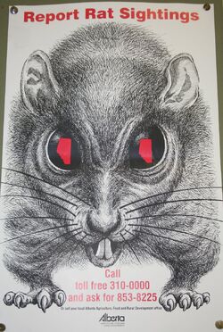 Ratkin2.jpg