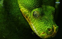 Snake-11223-1280x800