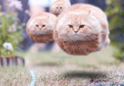 Floating cats.gif