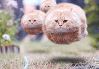 Floating cats.gif