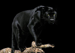 Bagheera.jpg