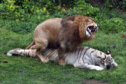 Liger.jpg