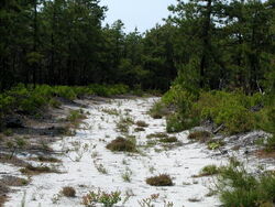 Pine-barrens.jpg