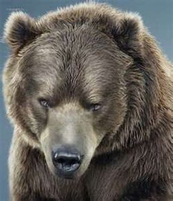 Werebear.jpg