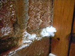 MortarFungus 4.jpg