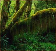 A dense jungle on Kalintos