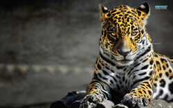 Leopard-10488-1280x800.jpg