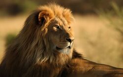 Simba.jpg
