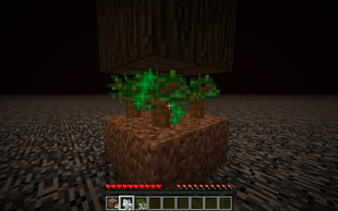 Applying bone meal to dark oak saplings on the roof of the nether. One normal tree has already been grown in order to get the logs above the saplings.