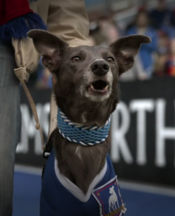 Crystal Palace FC Dog Shirt