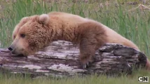 A more realistic Grizzly Bear dry-humping a log.