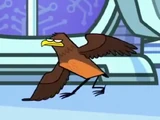 Super Robin (bird)