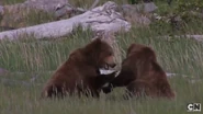 Two real-life grizzlies, one of them THE Grizzly.