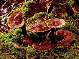Wild purple reishi mushrooms