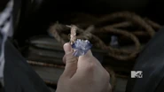 Purple wolfsbane flower