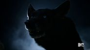 4x12 wolf form blue eyes