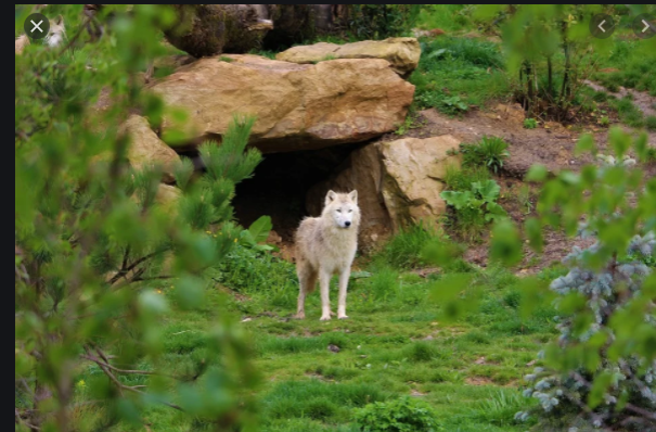 Demon Wolf Spell Teen Wolf Universe Wikia Fandom