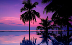 7021833-tropical-purple-sunset