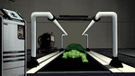 Tortoise