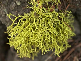 Wolf lichen