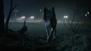 Wolf-retreating-Teen-Wolf-Season-6-Episode-11-Said-the-Spider-to-the-Fly.png (516 KB)