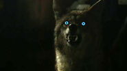 Malia-coyote-form-Teen-Wolf-Season-6-Episode-3-Sundowning