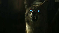 Malia-coyote-form-Teen-Wolf-Season-6-Episode-3-Sundowning