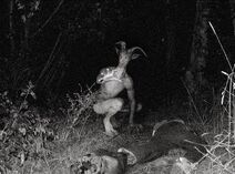 Wendigo légende.jpg