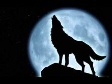 Loup .jpg