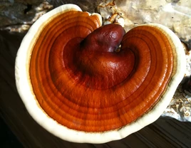 Reishi mushroom