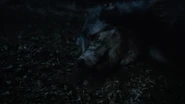 Spiders-wolf-Teen-Wolf-Season-6-Episode-11-Said-the-Spider-to-the-Fly.png (496 KB)