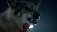 Wolf-growling-Teen-Wolf-Season-6-Episode-11-Said-the-Spider-to-the-Fly.png (484 KB)