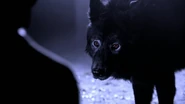 Talia Hale als kompletter Wolf