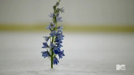 Wolfsbane flower