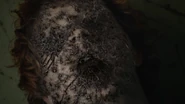 C-J-Hoff-Edgar-spiders-Teen-Wolf-Season-6-Episode-16-Triggers.png (530 КБ)
