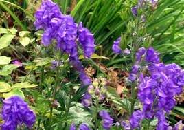 Wolfsbane